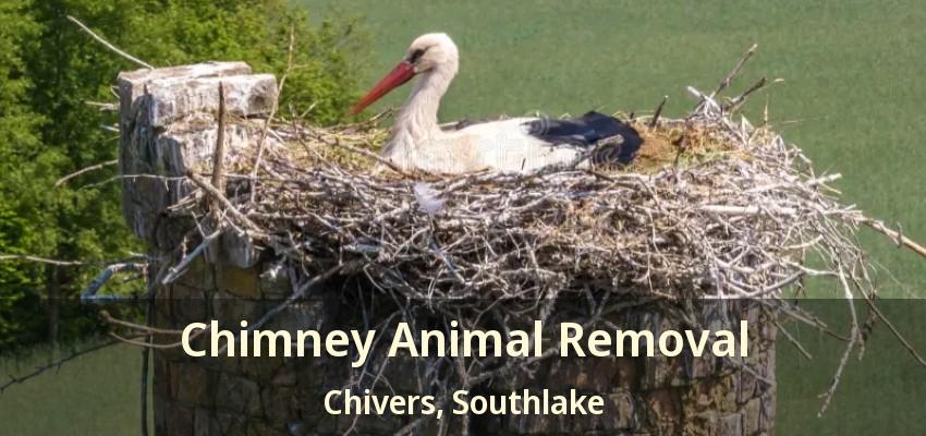 Chimney Animal Removal Chivers, Southlake - TX