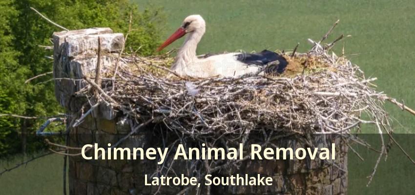 Chimney Animal Removal Latrobe, Southlake - TX