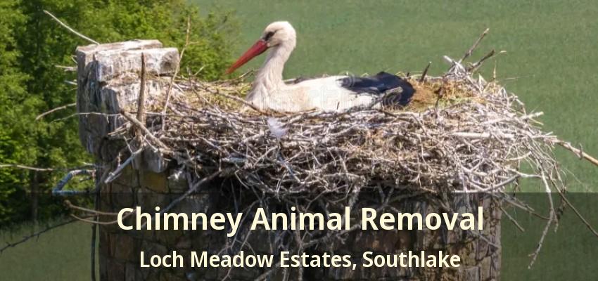 Chimney Animal Removal Loch Meadow Estates, Southlake - TX