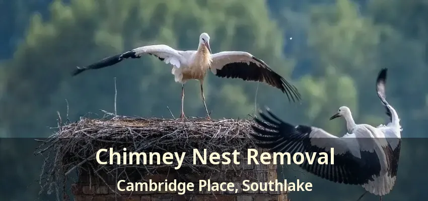 Chimney Nest Removal Cambridge Place, Southlake - TX