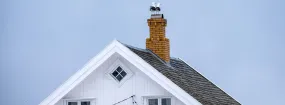 Chimney Nest Removal Oak Tree Estates, Southlake